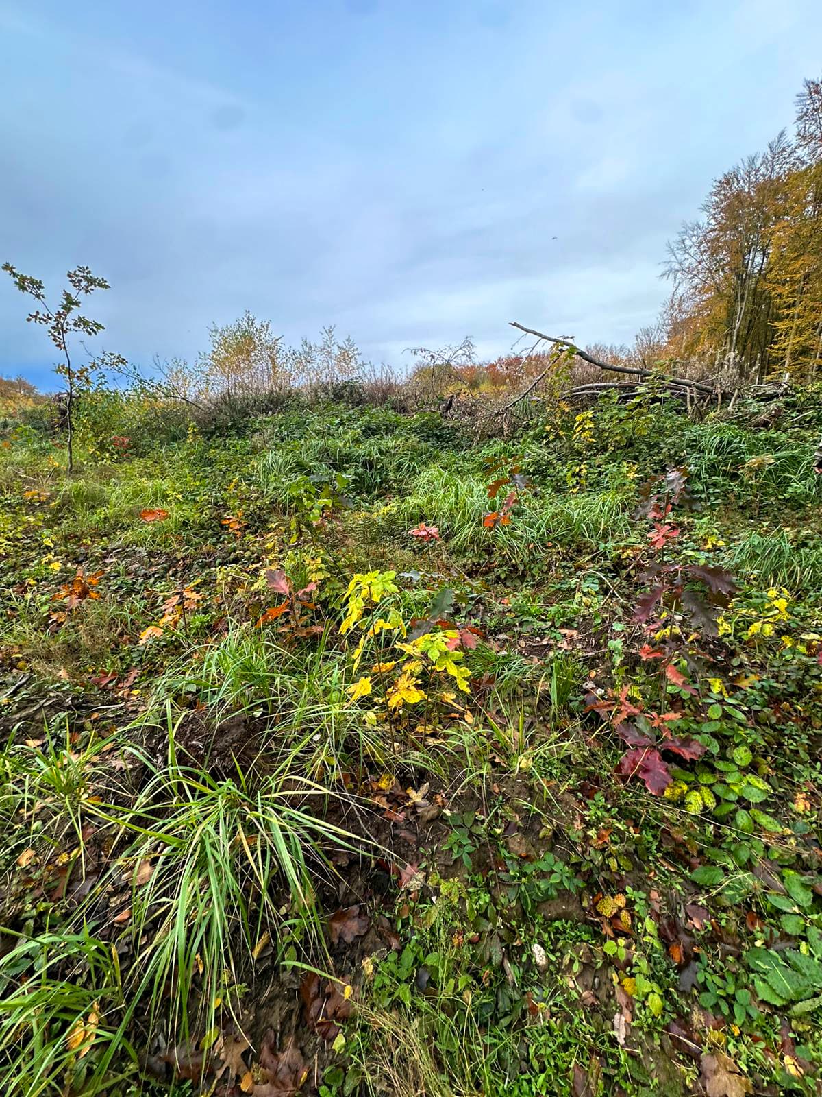 Bewachsene Pflanzfläche Rügen 01 mit herbstlichem Jungwuchs zwischen Gräsern