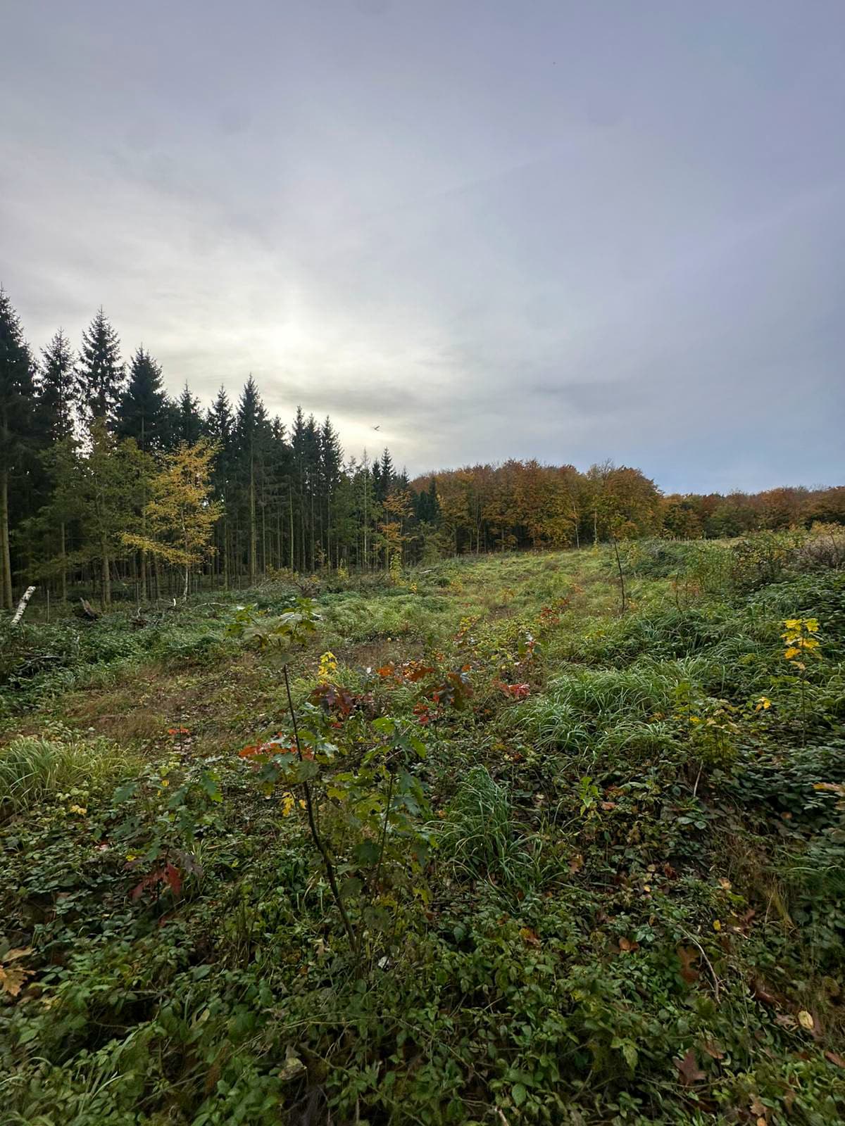 Pflanzfläche Rügen 01 im November 2025, junger Aufwuchs vor dem alten Waldrand