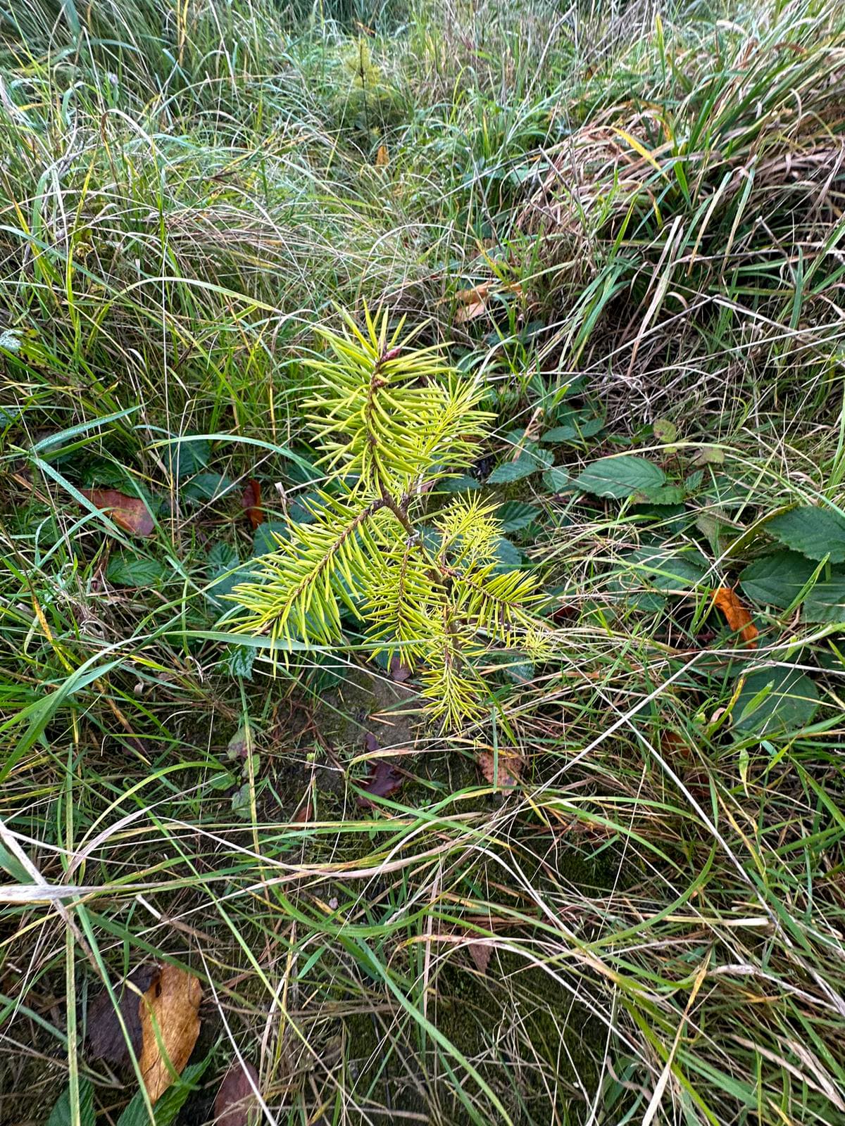Junge Fichte auf der Pflanzfläche Rügen 01, umgeben von Gras und Laub
