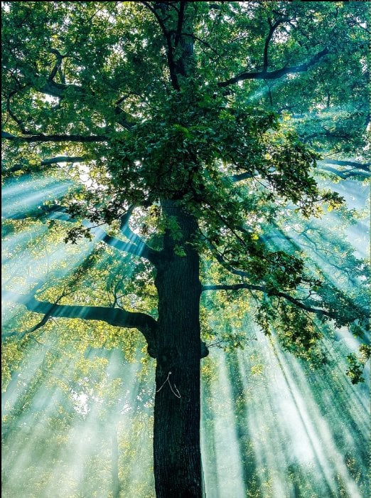 Light rays in a forest