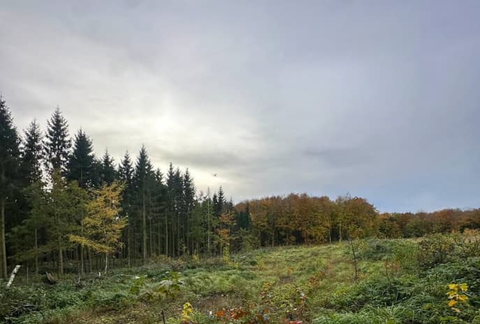 Projektfläche Rügen 01 mit jungen Pflanzungen