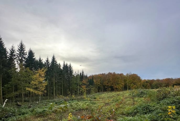 Planting area connected to Project Rügen 01