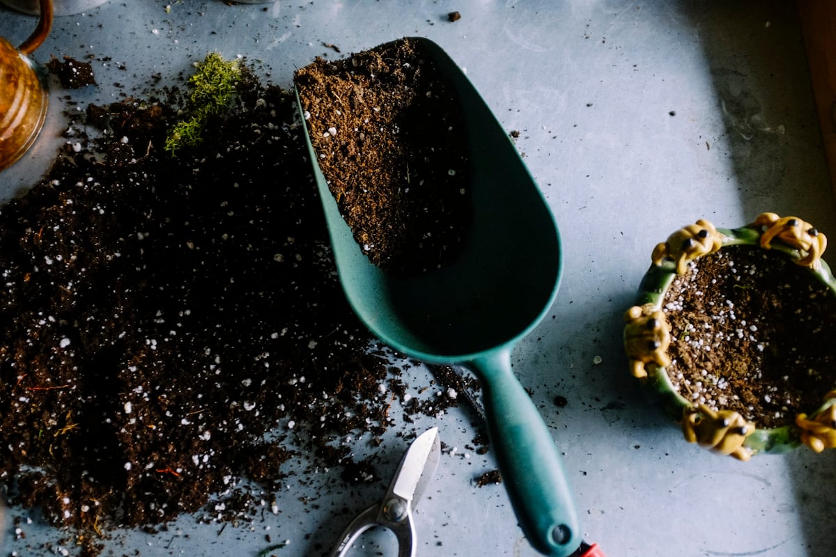Young seedling in soil