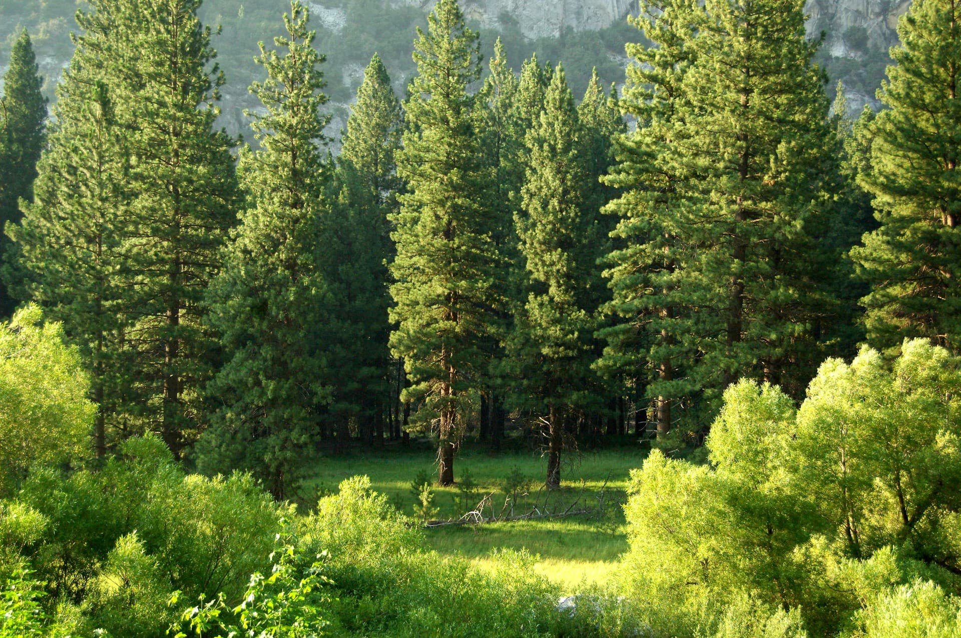 Blick in Baumkronen als Motiv für Wissensinhalte