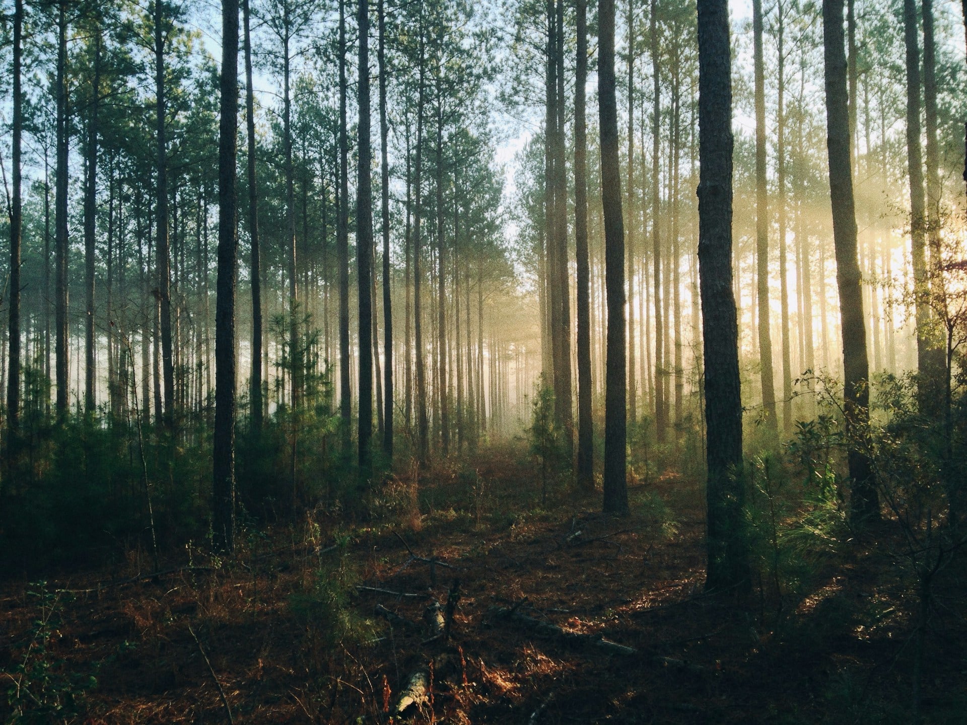 Forest in morning mist