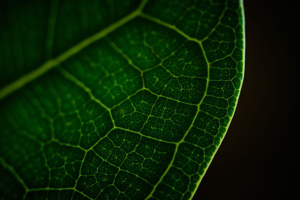 Socialmedia Serie – Wusstest du, dass…? 🌿