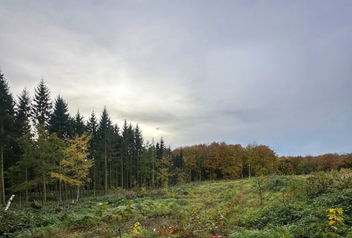 Unsere Waldflächen auf RÜGEN